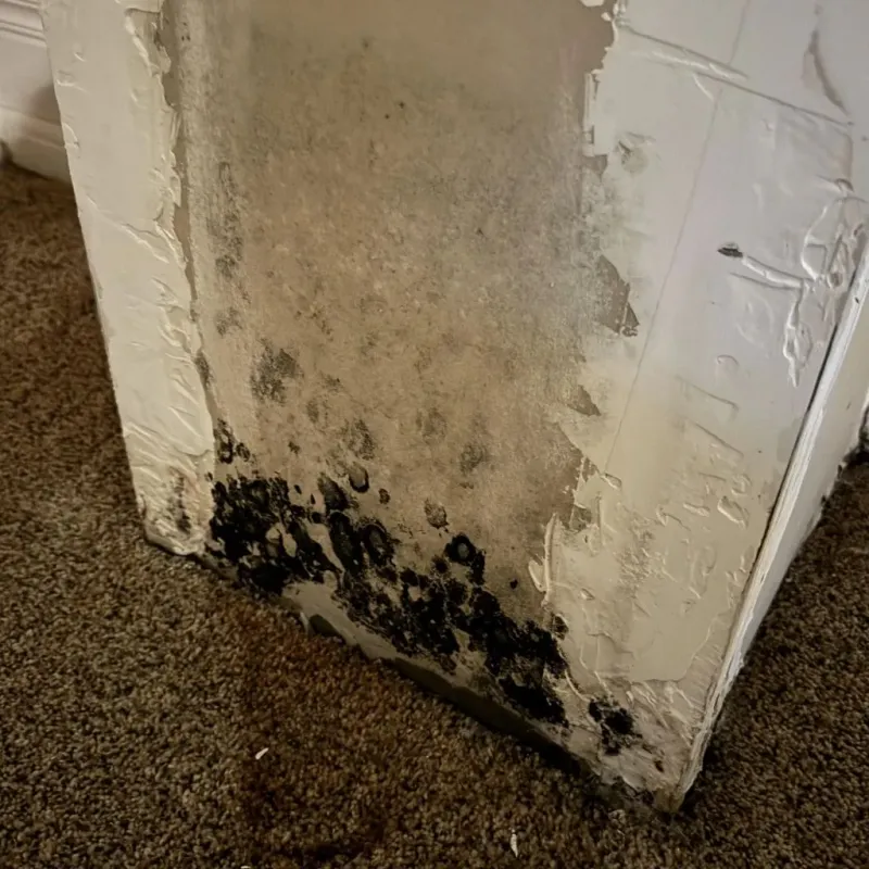 Professional Mold Removal in Poseyville, IN